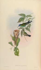 Thalurania glaucopis - John Gould
